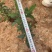 小袋金丝桃高度20-30厘米价格优惠