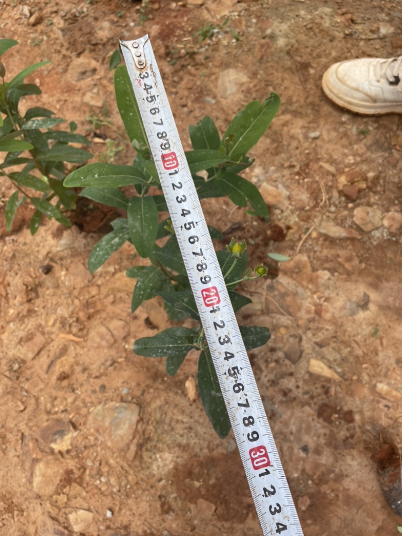 小袋金丝桃高度20-30厘米价格优惠