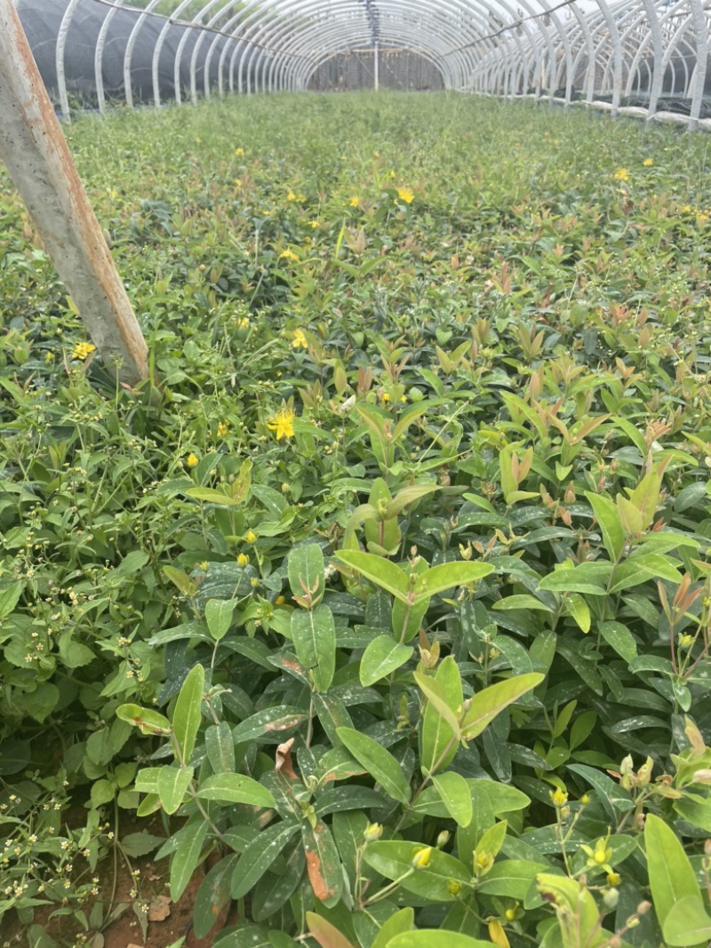 小袋金丝桃高度20-30厘米价格优惠