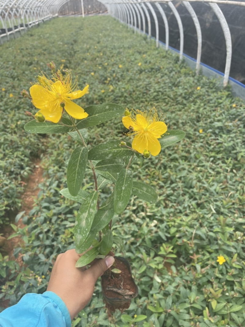 小袋金丝桃高度20-30厘米价格优惠