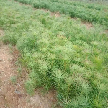 江西宜春供应马尾松苗，马尾松杯苗，苗圃直供，走量批发，