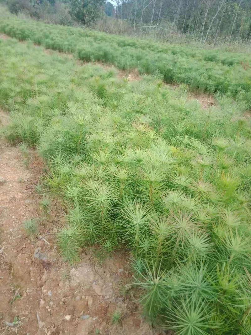 江西宜春供应马尾松苗，马尾松杯苗，苗圃直供，走量批发，