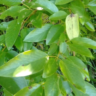 多花勾儿茶，冷背中药材，纯野生干货