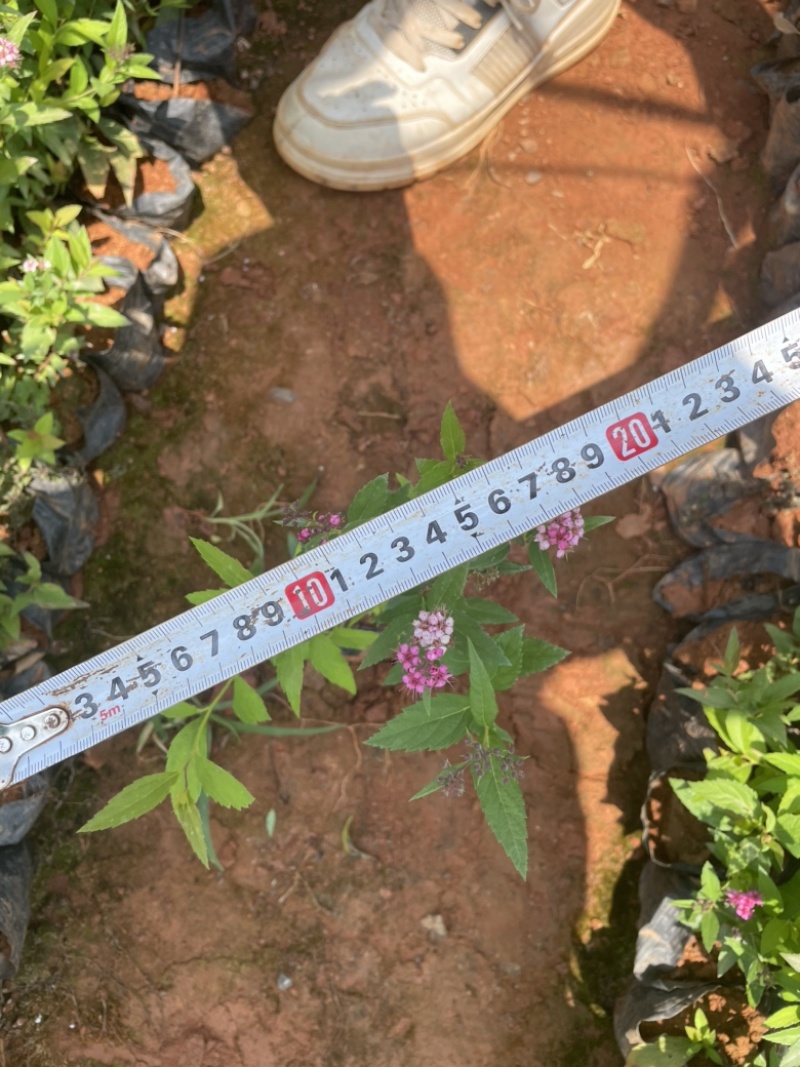 小袋绣线菊高度20-30价格优惠云南货源