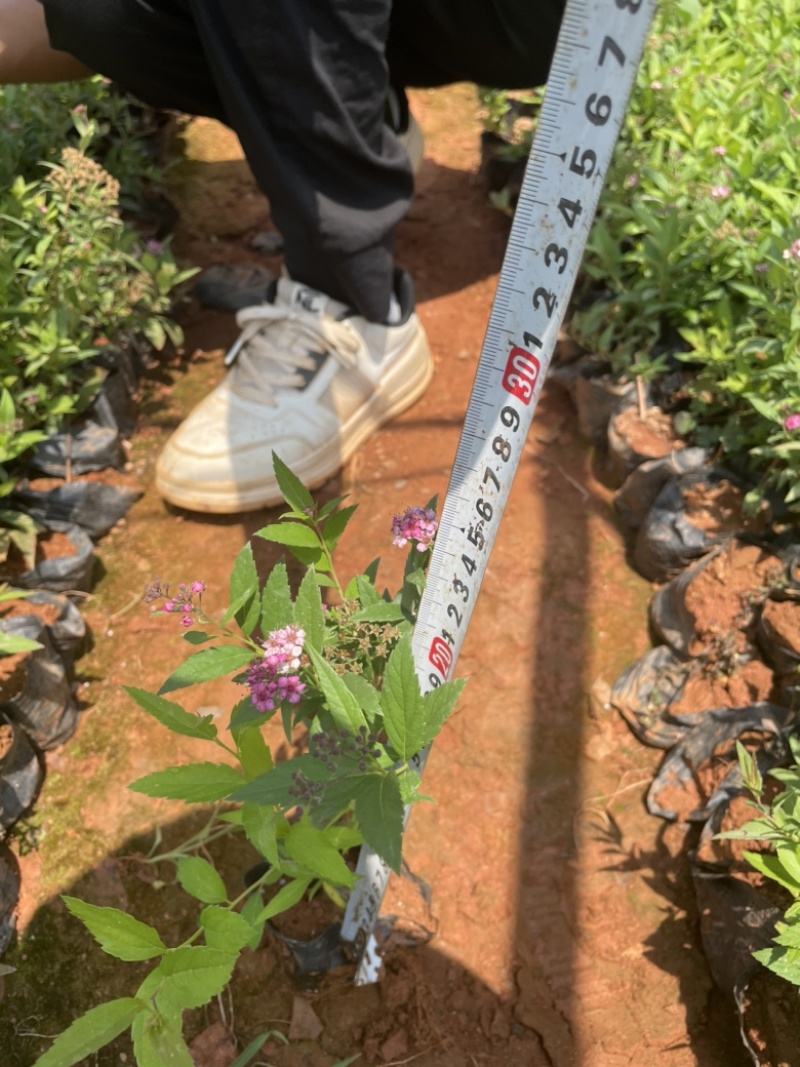 小袋绣线菊高度20-30价格优惠云南货源