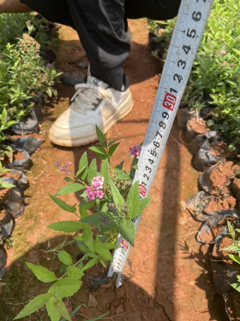 小袋绣线菊高度20-30价格优惠云南货源