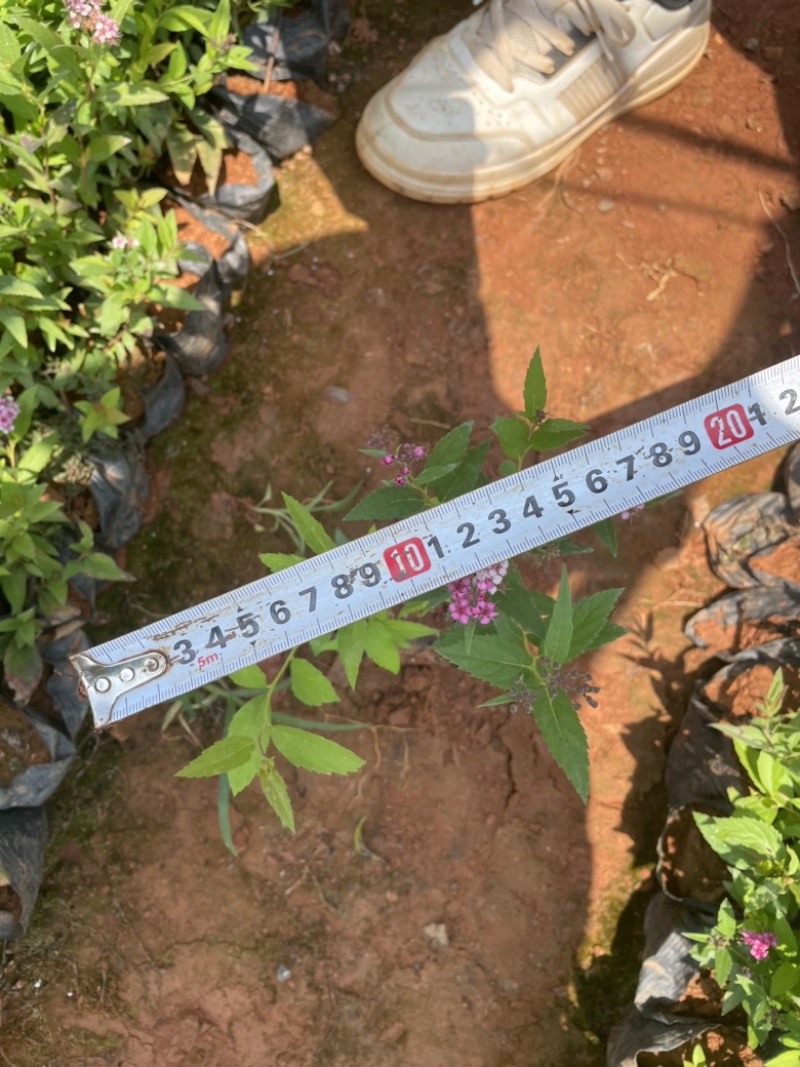 小袋绣线菊高度20-30价格优惠云南货源