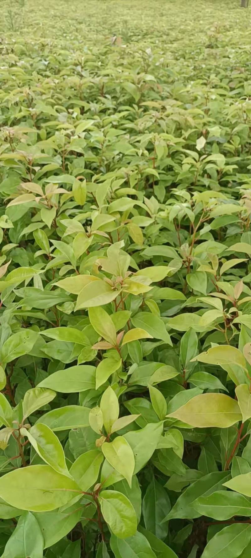 香樟杯苗，大量供应香樟杯苗，苗圃直供，走量批发