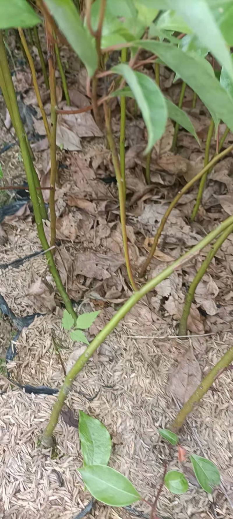 香樟杯苗，大量供应香樟杯苗，苗圃直供，走量批发