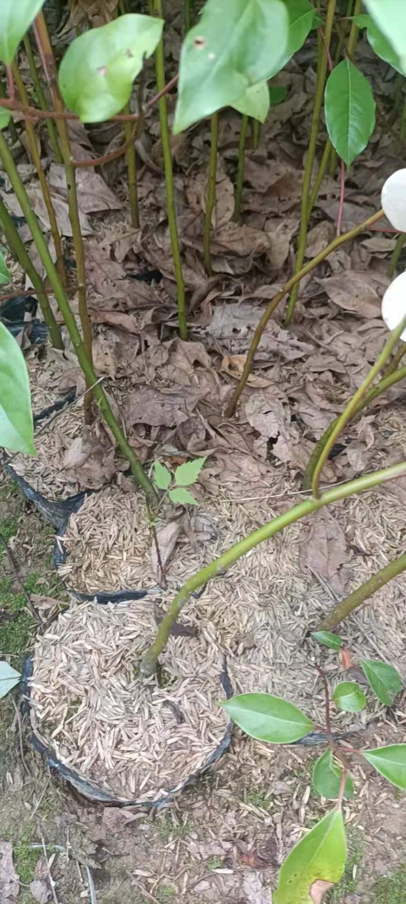 香樟杯苗，大量供应香樟杯苗，苗圃直供，走量批发