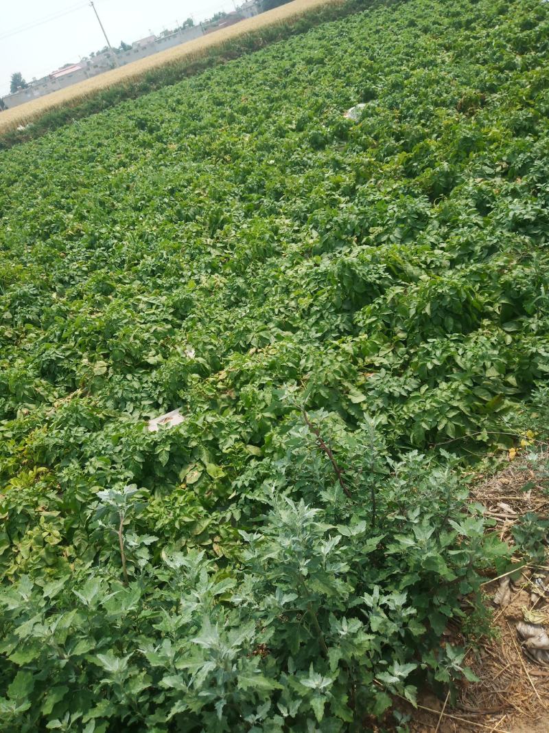 河北土豆，代发全国沙土地种植皮毛好，精品黄心土豆电商货
