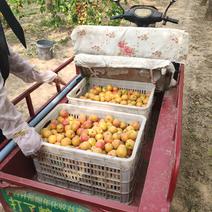 乐陵市朱集镇自家种植鲜杏丰收，批发零售，放心购买。