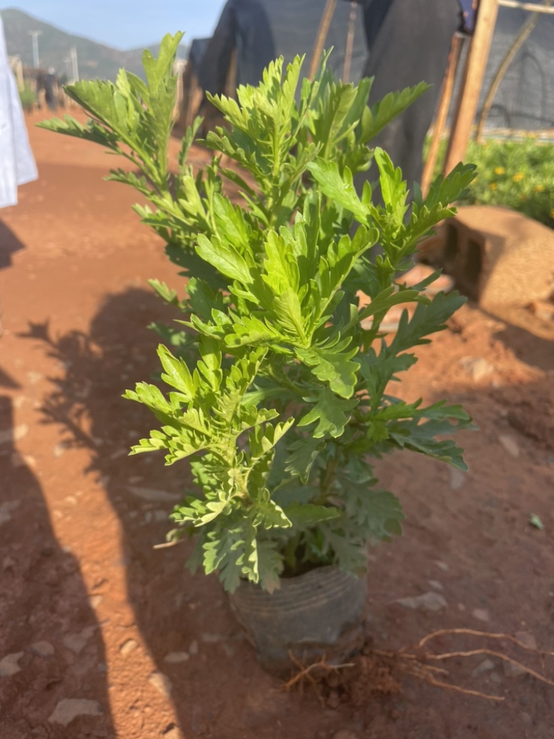 中袋木春菊高25-30cm16袋苗价格优惠