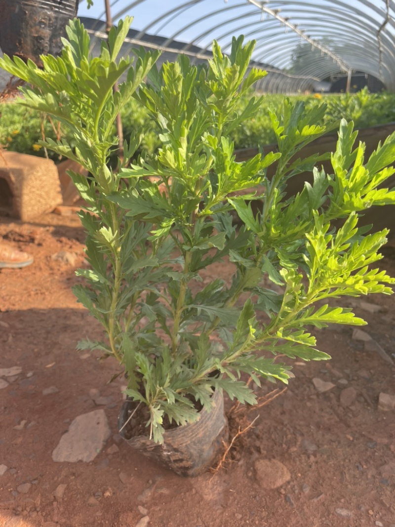 中袋木春菊高25-30cm16袋苗价格优惠