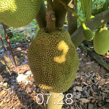 四季菠萝蜜苗树菠萝苗