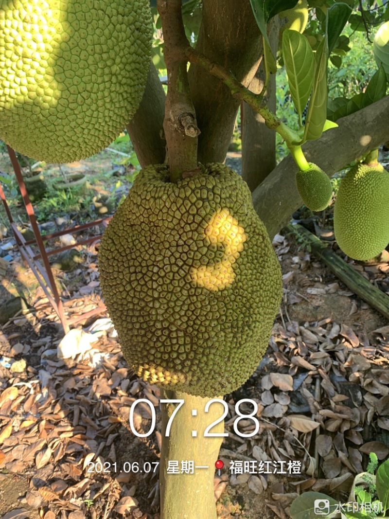 四季菠萝蜜苗树菠萝苗