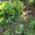 四季菠萝蜜苗树菠萝苗