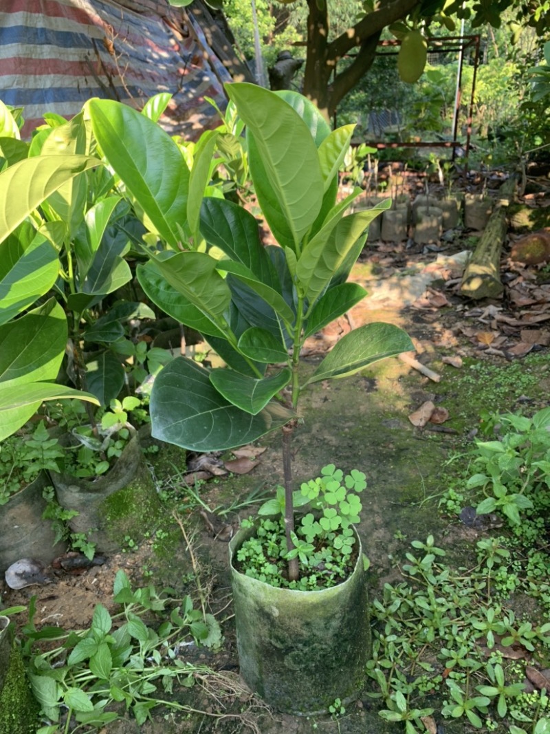 四季菠萝蜜苗树菠萝苗