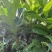 四季菠萝蜜苗树菠萝苗