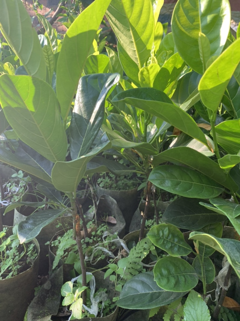 四季菠萝蜜苗树菠萝苗
