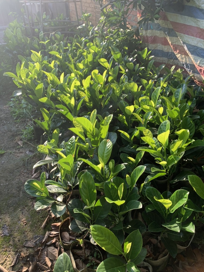 四季菠萝蜜苗树菠萝苗