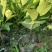 四季菠萝蜜苗树菠萝苗