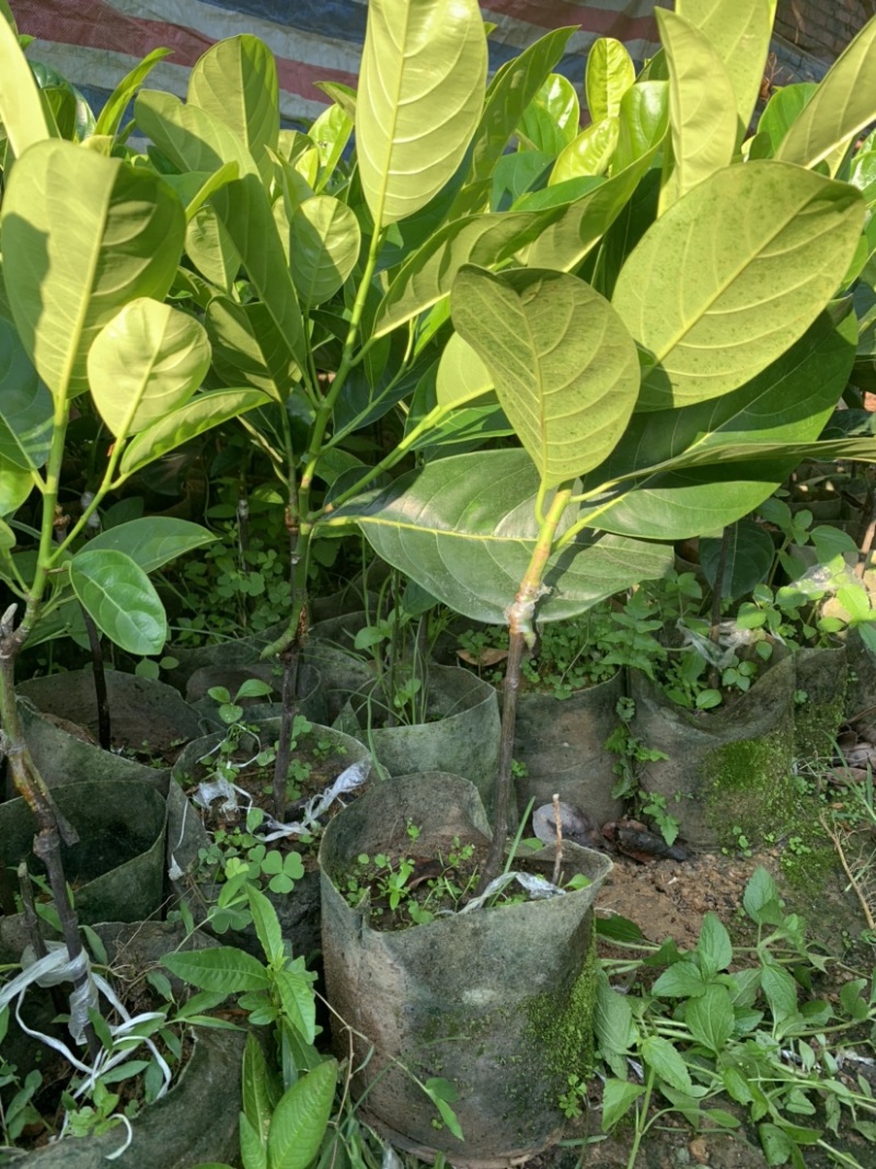 四季菠萝蜜苗树菠萝苗