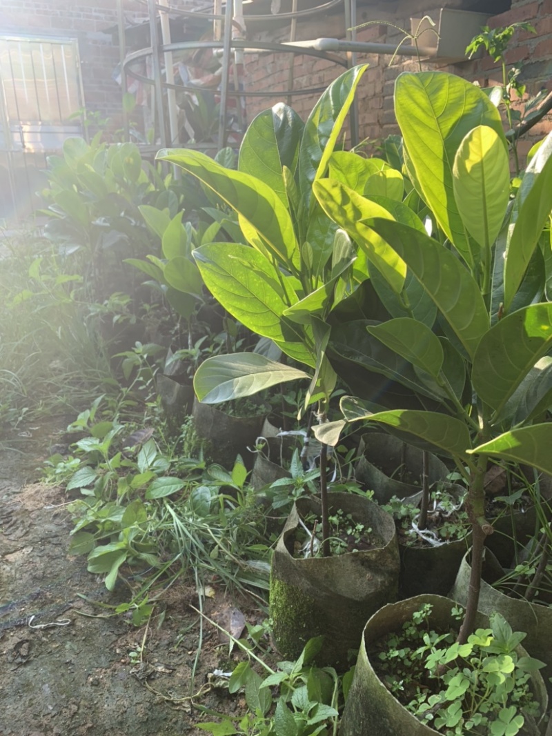 四季菠萝蜜苗树菠萝苗