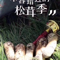 云南香格里拉新鲜松茸四川雅江松茸小金松茸顺丰生鲜直达