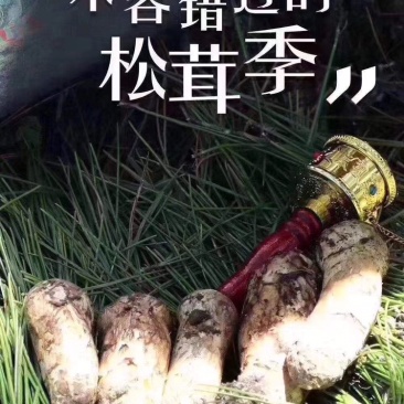 云南香格里拉新鲜松茸四川雅江松茸小金松茸顺丰生鲜直达