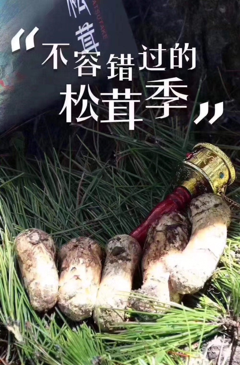 云南香格里拉新鲜松茸四川雅江松茸小金松茸顺丰生鲜直达