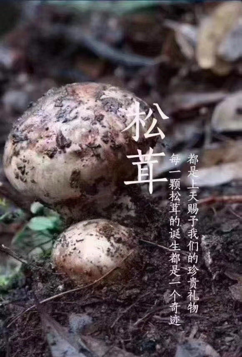 云南香格里拉新鲜松茸四川雅江松茸小金松茸顺丰生鲜直达