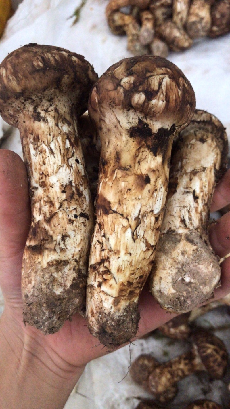 云南香格里拉新鲜松茸四川雅江松茸小金松茸顺丰生鲜直达