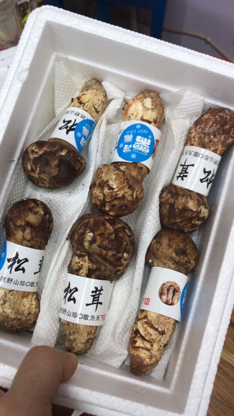 云南香格里拉新鲜松茸四川雅江松茸小金松茸顺丰生鲜直达