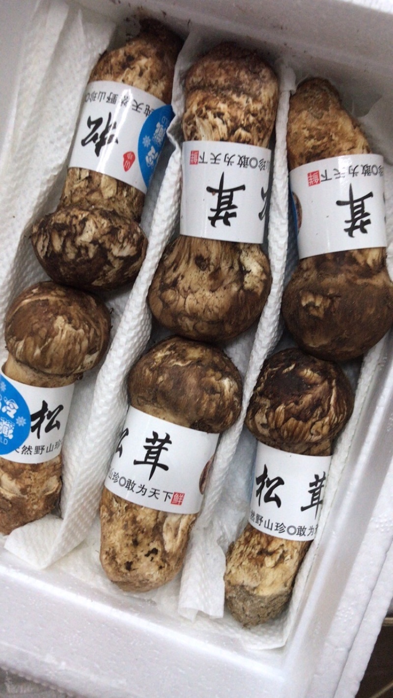 云南香格里拉新鲜松茸四川雅江松茸小金松茸顺丰生鲜直达