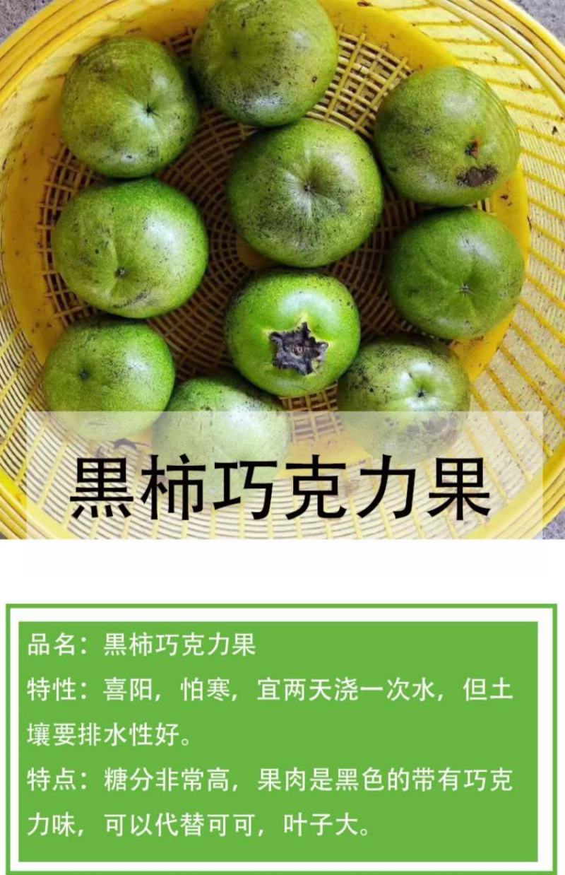 四季巧克力布丁黑柿树苗南北方种植适合庭院盆栽杯苗发货