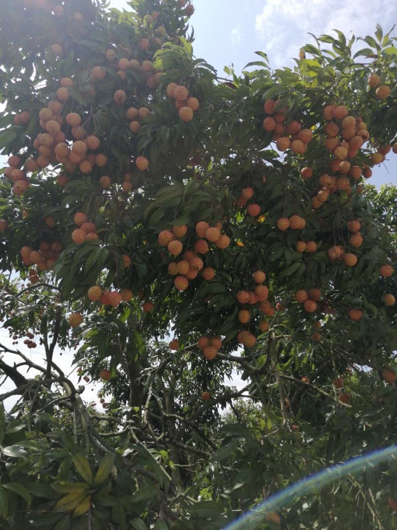 荔枝红糯米糍