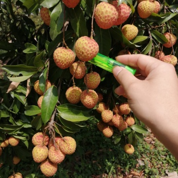 荔枝红糯米糍