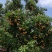 荔枝红糯米糍