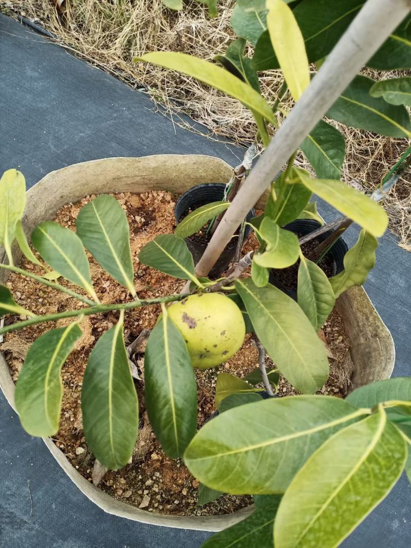 四季巧克力布丁黑柿树苗南北方种植适合庭院盆栽杯苗发货