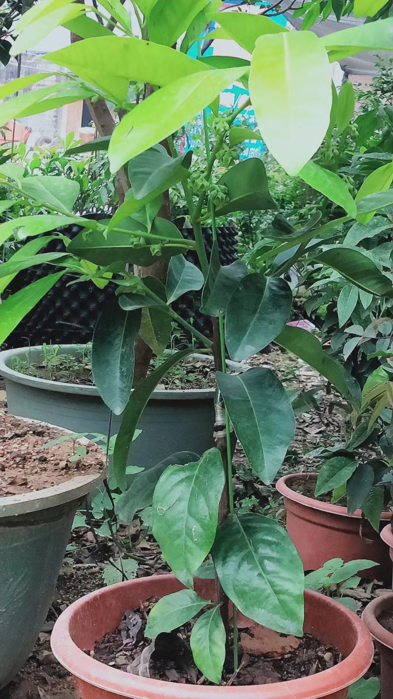 四季巧克力布丁黑柿树苗南北方种植适合庭院盆栽杯苗发货