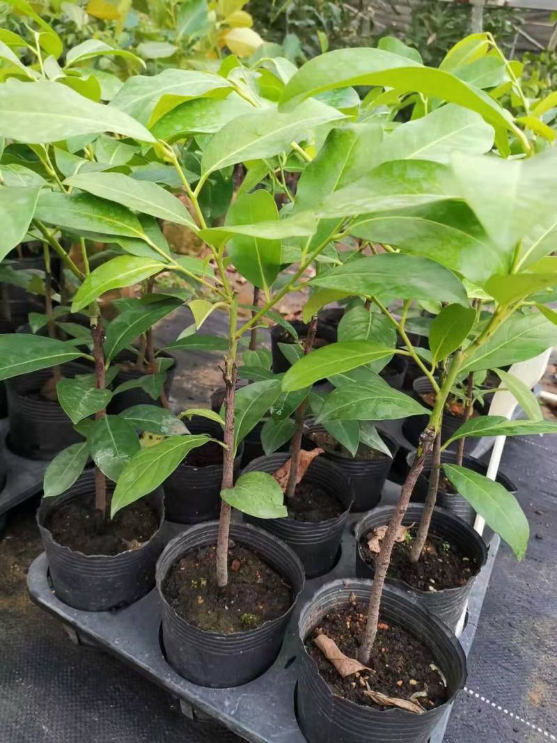 四季巧克力布丁黑柿树苗南北方种植适合庭院盆栽杯苗发货