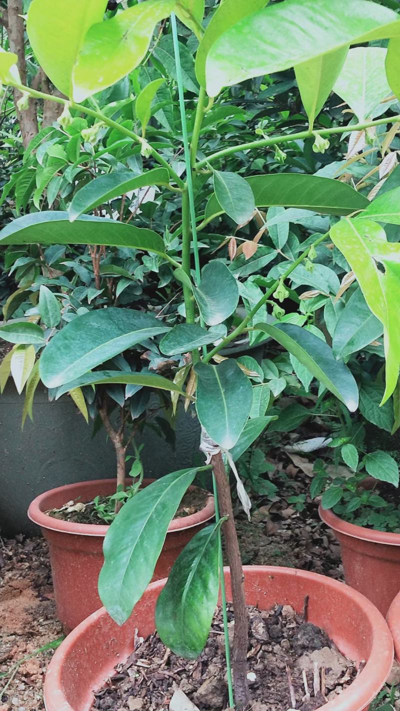 四季巧克力布丁黑柿树苗南北方种植适合庭院盆栽杯苗发货