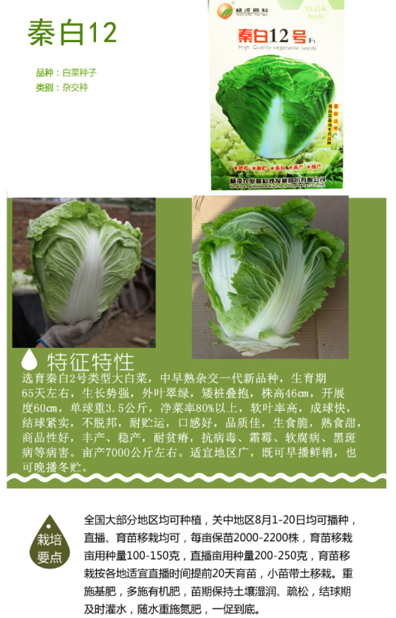 杨凌高科精纯秦白2号（秦白号二号升级品种）更好吃