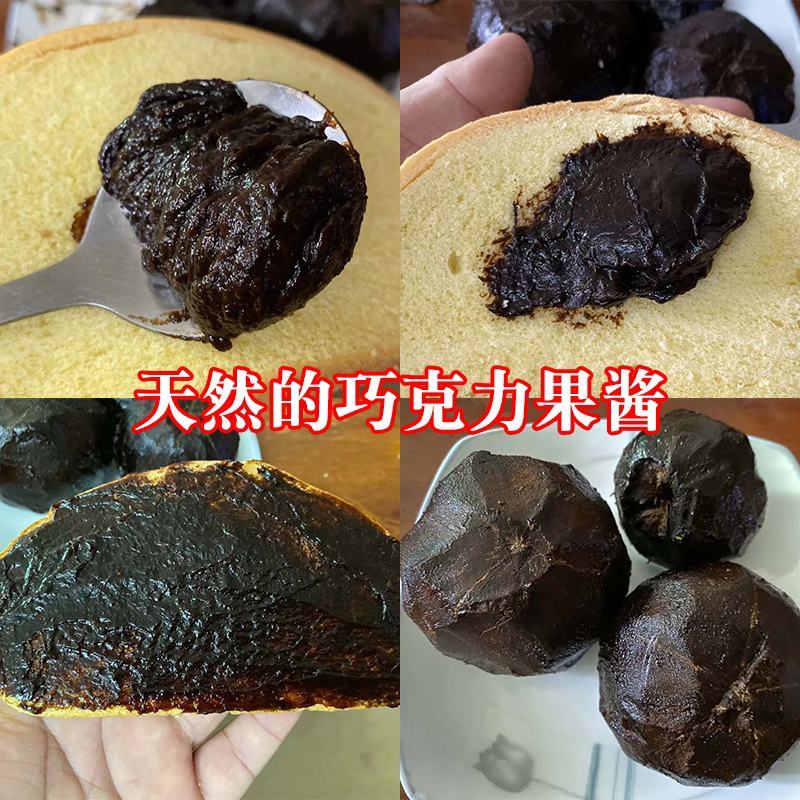 四季巧克力布丁黑柿树苗南北方种植适合庭院盆栽杯苗发货