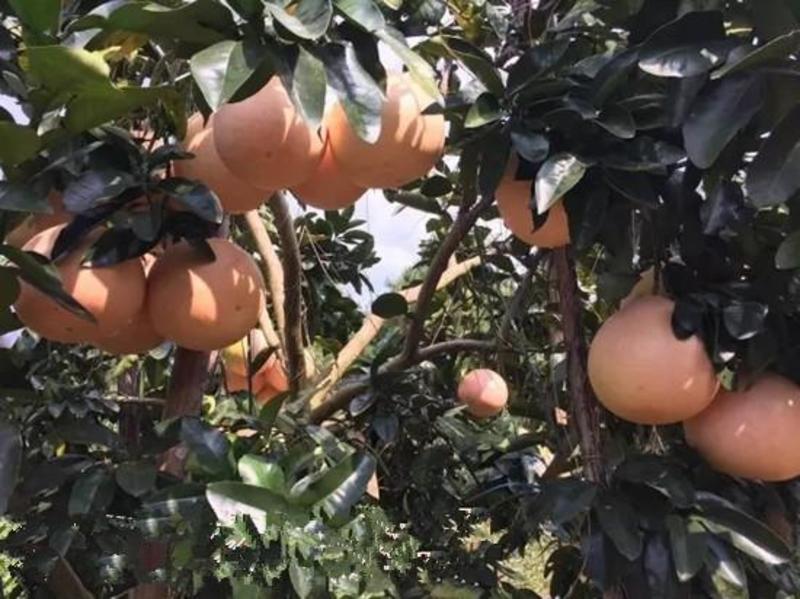 万亩三红蜜柚基地大量上市年产2000万斤以上全国发货
