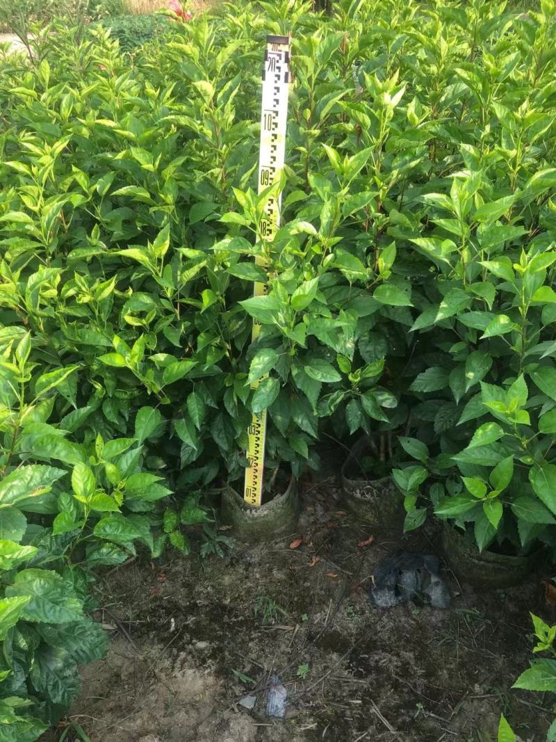 佛山三水大红花一手货源基地直销，开花绿植