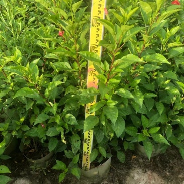 佛山三水大红花一手货源基地直销，开花绿植
