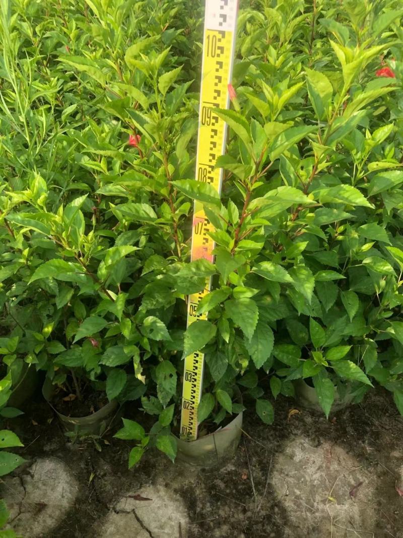 佛山三水大红花一手货源基地直销，开花绿植