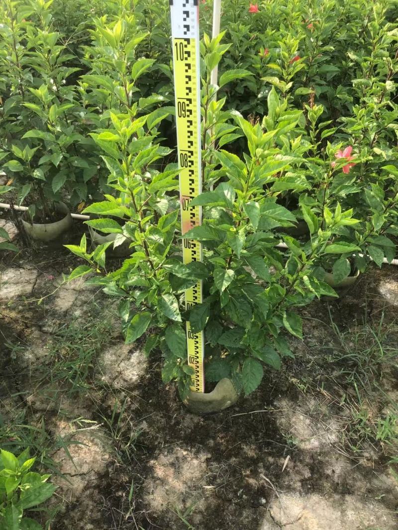 佛山三水大红花一手货源基地直销，开花绿植